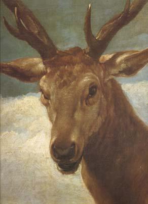 Diego Velazquez Head of a Stag (df01) China oil painting art